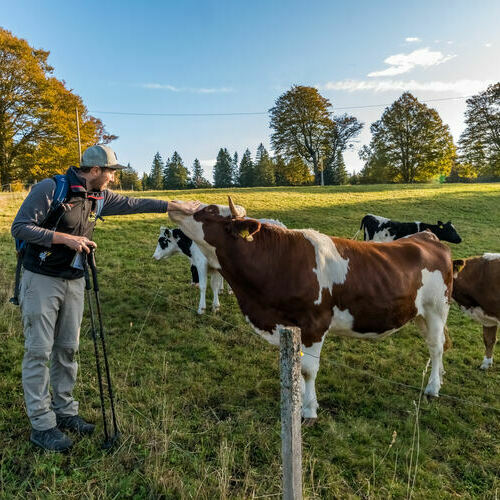 Ein Wanderer streichelt oberhalb des Almgasthaus Kn�pflesbrunnen eine Kuh.  