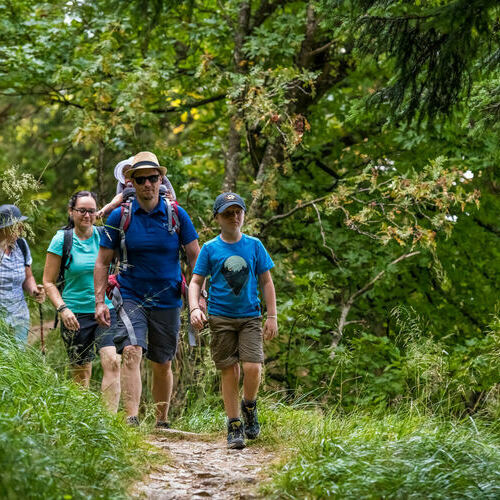 Eine Gruppe Wanderer mit Kindern auf dem Teilst�ck des Wiedener Ecks unterwegs. Sie durchqueren einen Bergwald. 