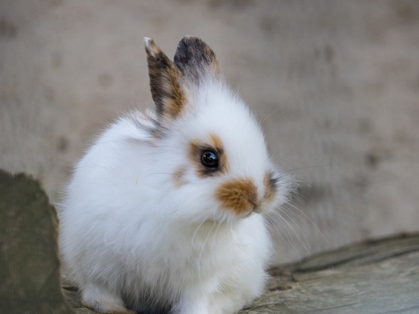 H�schen auf dem Mundenhof in Freiburg, Bildquelle: Pixabay