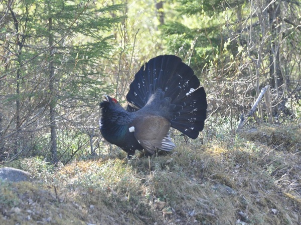 Auerhahn auf dem Wichtelpfad, Fotoquelle: Pixabay