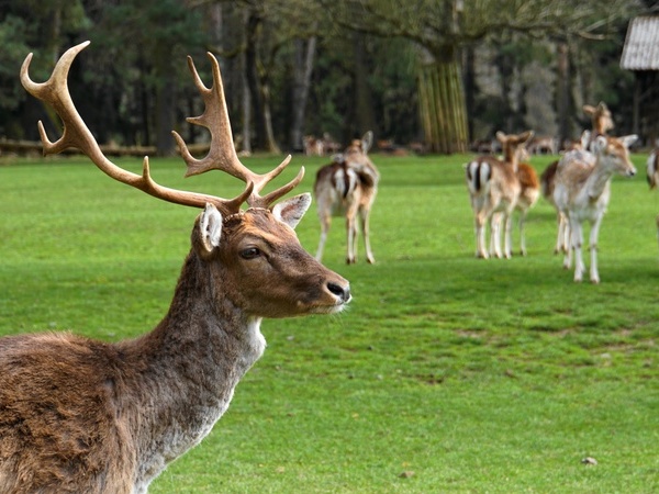 Hirsche im Zoo & Freizeitpark Tatzmania