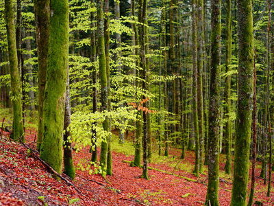 Beispielsbild aus der Kategorie "Fr&uuml;hling in der Schwarzwaldregion Belchen" unseres  Pressebildarchivs