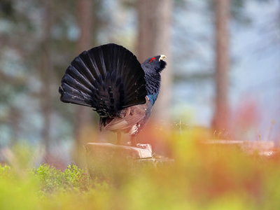 &copy; Werner Steiger