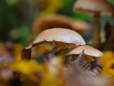 Pilze im Wald