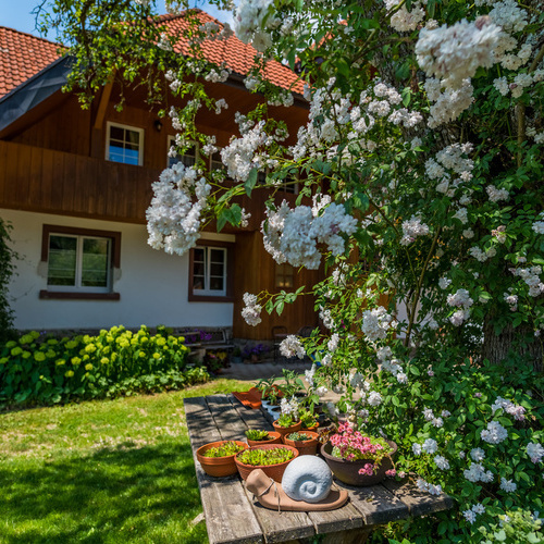 Gartentisch unter einem bl&uuml;hendem Strauch im Hintergrund das Haus  - 