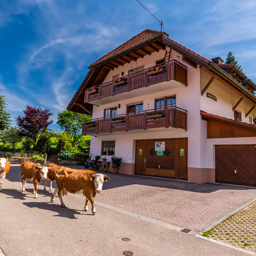 K&uuml;he laufen auf der Stra&szlig;e im Hintergrund das Wohnhaus der Familie Bauer - 