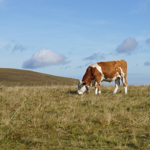 Ein Hinterw&auml;lderrind beim grasen auf einer Weide  - 